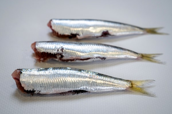 SARDINE TRONCHETTO